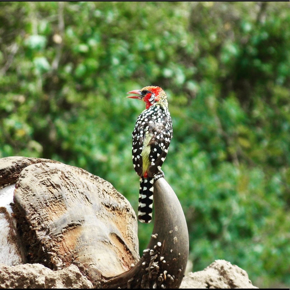 5x7 Safari Photo Print